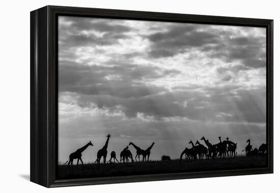 Botswana, Chobe NP, Herd of Giraffes Feeding Along Chobe River's Banks-Paul Souders-Framed Premier Image Canvas