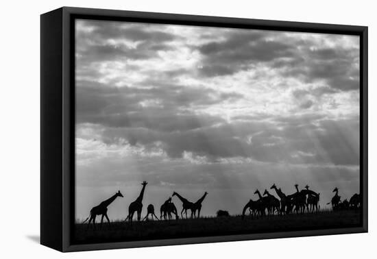 Botswana, Chobe NP, Herd of Giraffes Feeding Along Chobe River's Banks-Paul Souders-Framed Premier Image Canvas