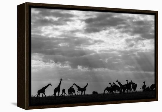 Botswana, Chobe NP, Herd of Giraffes Feeding Along Chobe River's Banks-Paul Souders-Framed Premier Image Canvas