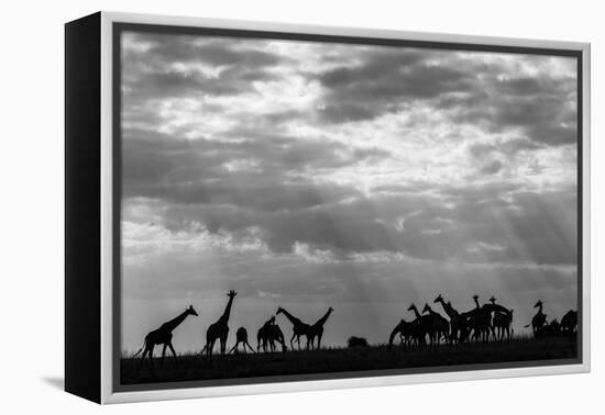 Botswana, Chobe NP, Herd of Giraffes Feeding Along Chobe River's Banks-Paul Souders-Framed Premier Image Canvas