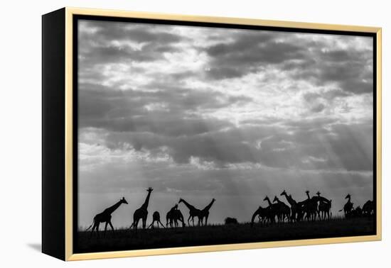 Botswana, Chobe NP, Herd of Giraffes Feeding Along Chobe River's Banks-Paul Souders-Framed Premier Image Canvas