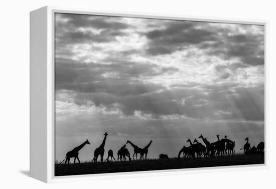 Botswana, Chobe NP, Herd of Giraffes Feeding Along Chobe River's Banks-Paul Souders-Framed Premier Image Canvas