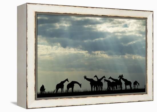 Botswana, Chobe NP, Herd of Giraffes Feeding Along Chobe River's Banks-Paul Souders-Framed Premier Image Canvas