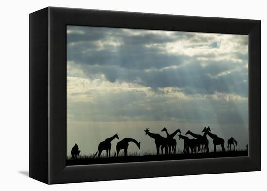 Botswana, Chobe NP, Herd of Giraffes Feeding Along Chobe River's Banks-Paul Souders-Framed Premier Image Canvas