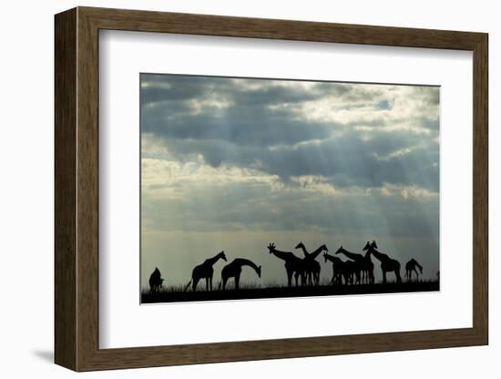 Botswana, Chobe NP, Herd of Giraffes Feeding Along Chobe River's Banks-Paul Souders-Framed Photographic Print