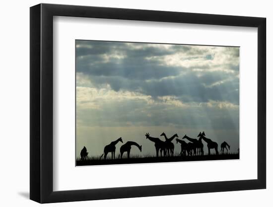 Botswana, Chobe NP, Herd of Giraffes Feeding Along Chobe River's Banks-Paul Souders-Framed Photographic Print