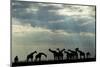 Botswana, Chobe NP, Herd of Giraffes Feeding Along Chobe River's Banks-Paul Souders-Mounted Photographic Print