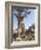 Botswana, Chobe NP, Lion Cub Approaching Remote Camera in Savuti Marsh-Paul Souders-Framed Photographic Print