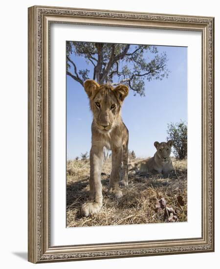 Botswana, Chobe NP, Lion Cub Approaching Remote Camera in Savuti Marsh-Paul Souders-Framed Photographic Print