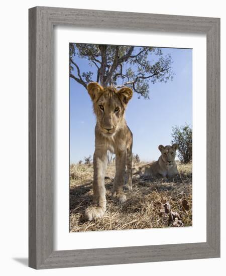 Botswana, Chobe NP, Lion Cub Approaching Remote Camera in Savuti Marsh-Paul Souders-Framed Photographic Print