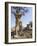 Botswana, Chobe NP, Lion Cub Approaching Remote Camera in Savuti Marsh-Paul Souders-Framed Photographic Print