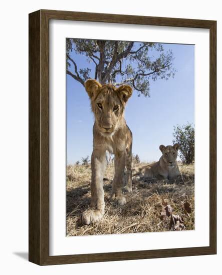 Botswana, Chobe NP, Lion Cub Approaching Remote Camera in Savuti Marsh-Paul Souders-Framed Photographic Print