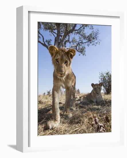 Botswana, Chobe NP, Lion Cub Approaching Remote Camera in Savuti Marsh-Paul Souders-Framed Photographic Print
