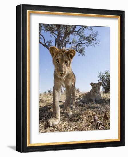 Botswana, Chobe NP, Lion Cub Approaching Remote Camera in Savuti Marsh-Paul Souders-Framed Photographic Print