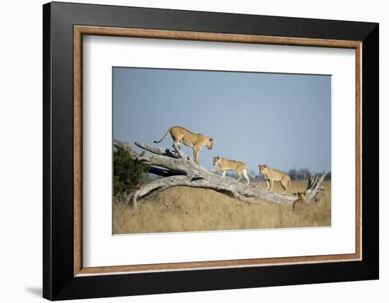 Botswana, Chobe NP, Lioness and Cubs Climbing on Acacia Tree-Paul Souders-Framed Photographic Print