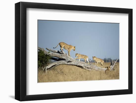 Botswana, Chobe NP, Lioness and Cubs Climbing on Acacia Tree-Paul Souders-Framed Photographic Print