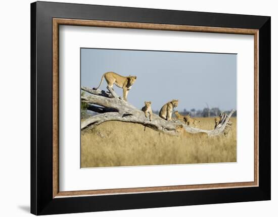 Botswana, Chobe NP, Lioness and Cubs Climbing on Acacia Tree-Paul Souders-Framed Photographic Print