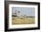 Botswana, Chobe NP, Lioness and Cubs Climbing on Acacia Tree-Paul Souders-Framed Photographic Print