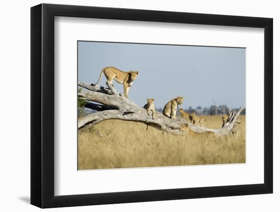 Botswana, Chobe NP, Lioness and Cubs Climbing on Acacia Tree-Paul Souders-Framed Photographic Print