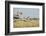 Botswana, Chobe NP, Lioness and Cubs Climbing on Acacia Tree-Paul Souders-Framed Photographic Print