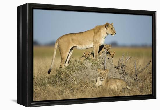 Botswana, Chobe NP, Lioness and Young Cubs Standing on Termite Mound-Paul Souders-Framed Premier Image Canvas