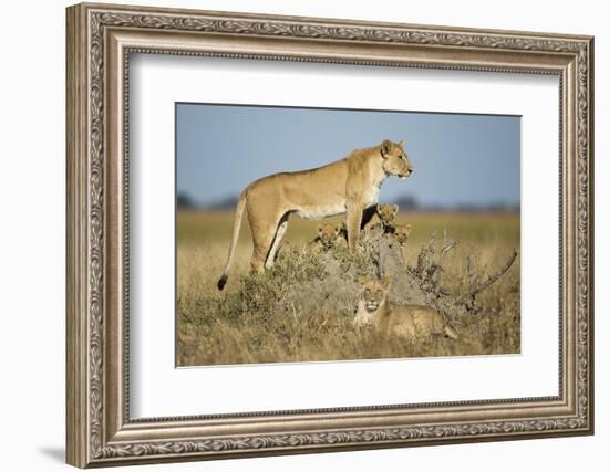 Botswana, Chobe NP, Lioness and Young Cubs Standing on Termite Mound-Paul Souders-Framed Photographic Print