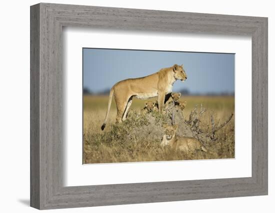 Botswana, Chobe NP, Lioness and Young Cubs Standing on Termite Mound-Paul Souders-Framed Photographic Print