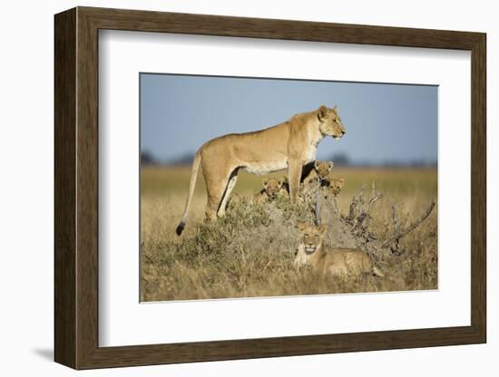 Botswana, Chobe NP, Lioness and Young Cubs Standing on Termite Mound-Paul Souders-Framed Photographic Print