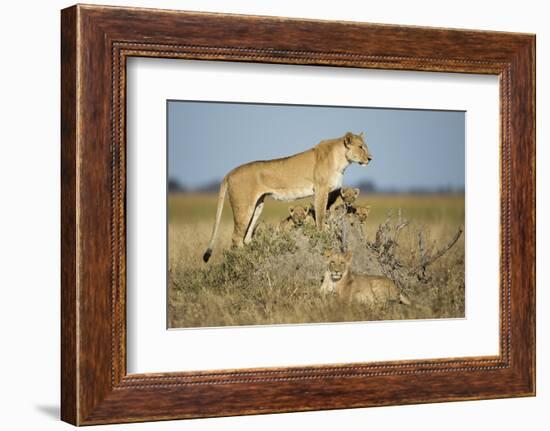 Botswana, Chobe NP, Lioness and Young Cubs Standing on Termite Mound-Paul Souders-Framed Photographic Print