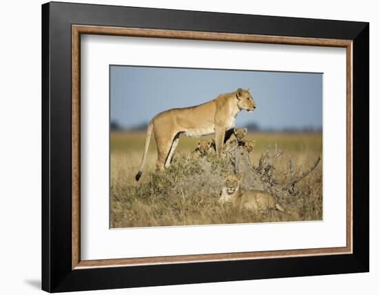 Botswana, Chobe NP, Lioness and Young Cubs Standing on Termite Mound-Paul Souders-Framed Photographic Print