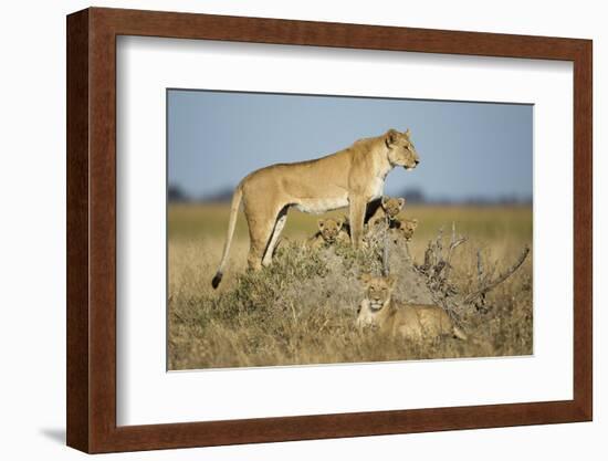 Botswana, Chobe NP, Lioness and Young Cubs Standing on Termite Mound-Paul Souders-Framed Photographic Print