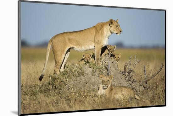 Botswana, Chobe NP, Lioness and Young Cubs Standing on Termite Mound-Paul Souders-Mounted Photographic Print