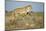 Botswana, Chobe NP, Lioness and Young Cubs Standing on Termite Mound-Paul Souders-Mounted Photographic Print