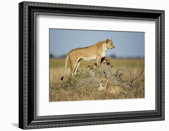 Botswana, Chobe NP, Lioness and Young Cubs Standing on Termite Mound-Paul Souders-Framed Photographic Print