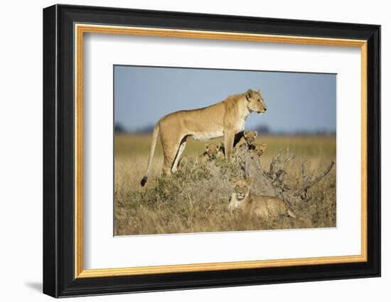 Botswana, Chobe NP, Lioness and Young Cubs Standing on Termite Mound-Paul Souders-Framed Photographic Print