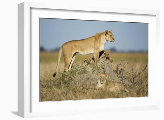 Botswana, Chobe NP, Lioness and Young Cubs Standing on Termite Mound-Paul Souders-Framed Photographic Print