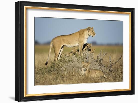 Botswana, Chobe NP, Lioness and Young Cubs Standing on Termite Mound-Paul Souders-Framed Photographic Print