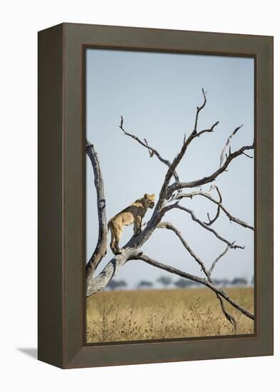 Botswana, Chobe NP, Lioness Climbing Acacia Tree in Savuti Marsh-Paul Souders-Framed Premier Image Canvas