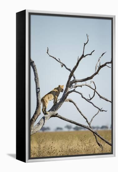 Botswana, Chobe NP, Lioness Climbing Acacia Tree in Savuti Marsh-Paul Souders-Framed Premier Image Canvas