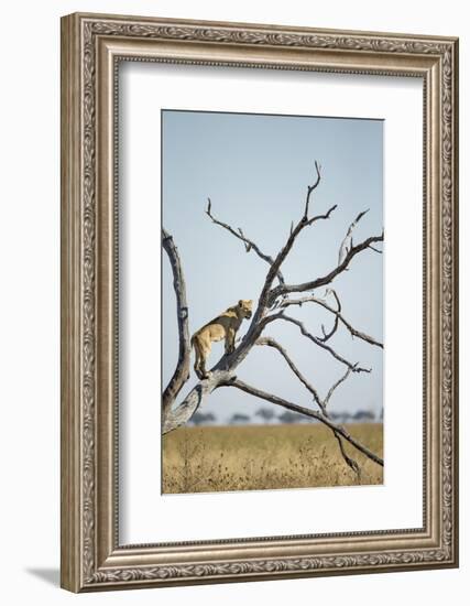 Botswana, Chobe NP, Lioness Climbing Acacia Tree in Savuti Marsh-Paul Souders-Framed Photographic Print