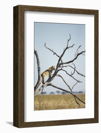 Botswana, Chobe NP, Lioness Climbing Acacia Tree in Savuti Marsh-Paul Souders-Framed Photographic Print