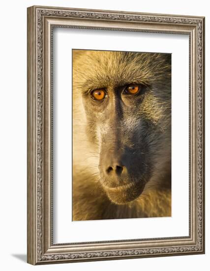 Botswana, Chobe NP, Portrait of Chacma Baboon Sitting in Morning Sun-Paul Souders-Framed Photographic Print