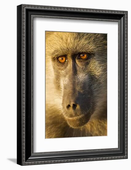 Botswana, Chobe NP, Portrait of Chacma Baboon Sitting in Morning Sun-Paul Souders-Framed Photographic Print