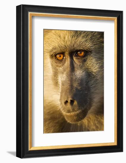 Botswana, Chobe NP, Portrait of Chacma Baboon Sitting in Morning Sun-Paul Souders-Framed Photographic Print