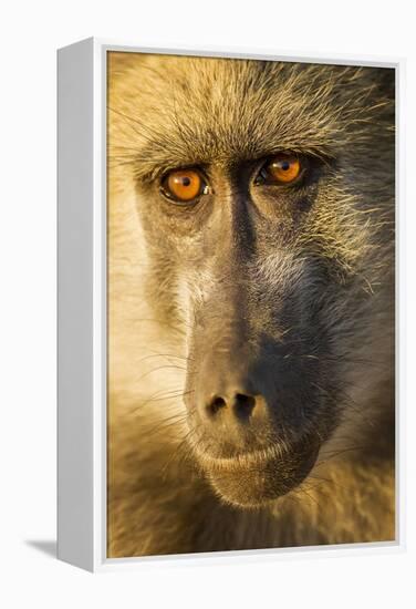 Botswana, Chobe NP, Portrait of Chacma Baboon Sitting in Morning Sun-Paul Souders-Framed Premier Image Canvas