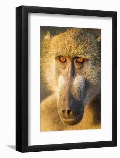 Botswana, Chobe NP, Portrait of Chacma Baboon Sitting in Morning Sun-Paul Souders-Framed Photographic Print