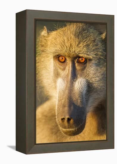 Botswana, Chobe NP, Portrait of Chacma Baboon Sitting in Morning Sun-Paul Souders-Framed Premier Image Canvas