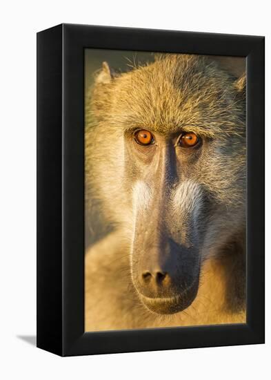 Botswana, Chobe NP, Portrait of Chacma Baboon Sitting in Morning Sun-Paul Souders-Framed Premier Image Canvas