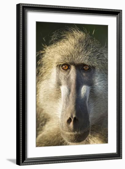 Botswana, Chobe NP, Portrait of Chacma Baboon Sitting in Morning Sun-Paul Souders-Framed Photographic Print