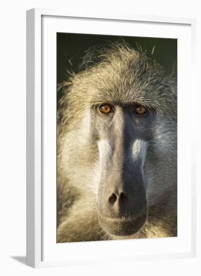 Botswana, Chobe NP, Portrait of Chacma Baboon Sitting in Morning Sun-Paul Souders-Framed Photographic Print